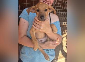 Fuet - kleiner Hundejunge möchte lernen, den Menschen zu vertrauen