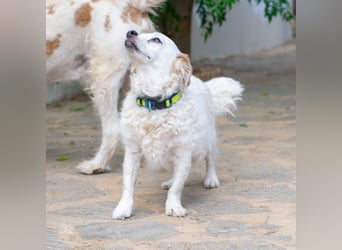 Lucero - Senior sucht Ruhesitz
