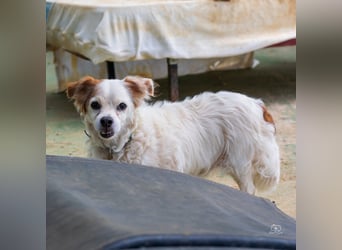 Lucero - Senior sucht Ruhesitz