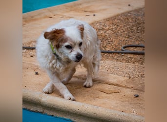 Lucero - Senior sucht Ruhesitz