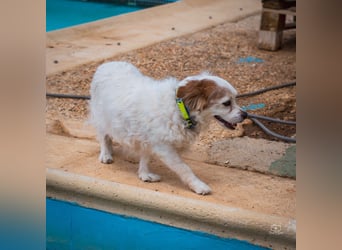 Lucero - Senior sucht Ruhesitz