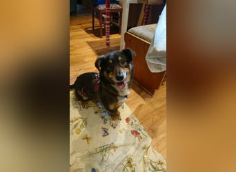 Monchi Rüde Mischling ca. 11 Jahre alt 87724 OTTOBEUREN