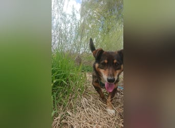Monchi Rüde Mischling ca. 11 Jahre alt 87724 OTTOBEUREN