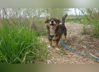 Monchi Rüde Mischling ca. 11 Jahre alt 87724 OTTOBEUREN