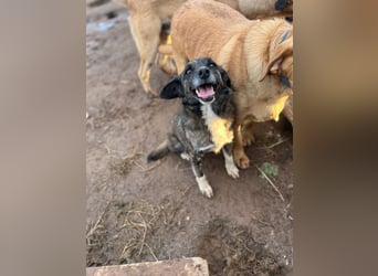 **BONCUK**, Mischling, ca. 4 Jahre, Rüde kastriert