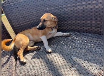 **FORTINA**, Mischling, ca 2 Jahre, Rüde kastriert