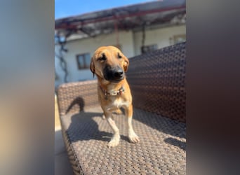 **FORTINA**, Mischling, ca 2 Jahre, Rüde kastriert