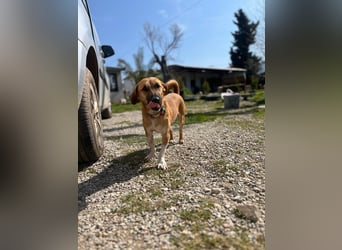 **FORTINA**, Mischling, ca 2 Jahre, Rüde kastriert