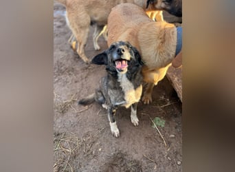 **BONCUK**, Mischling, ca. 4 Jahre, Rüde kastriert