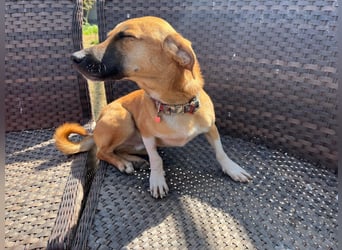 **FORTINA**, Mischling, ca 2 Jahre, Rüde kastriert