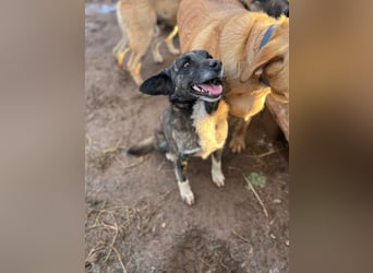 **BONCUK**, Mischling, ca. 4 Jahre, Rüde kastriert