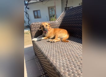 **FORTINA**, Mischling, ca 2 Jahre, Rüde kastriert