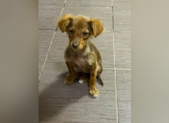 Cookie hat so viel Liebe zu schenken – fehlt nur noch ihr Mensch