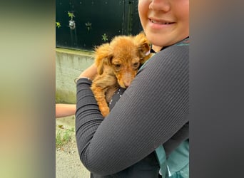 Cookie hat so viel Liebe zu schenken – fehlt nur noch ihr Mensch