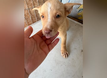  Boris – aus dem Schacht direkt ins Herz ❤️