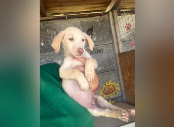  Basset – kleine Pfote, großer Wunsch 