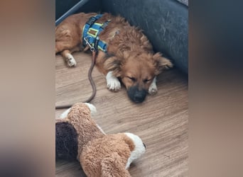 Ronny – ein kleiner Kämpfer auf dem Weg ins Vertrauen