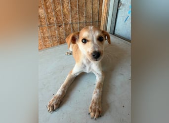  Manchmal beginnt das schönste Kapitel mit einer Adoption – Bailey wartet 