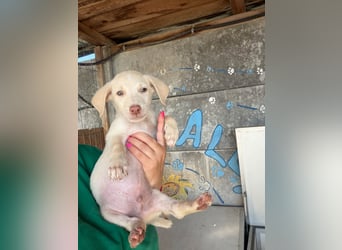  Basset – kleine Pfote, großer Wunsch 