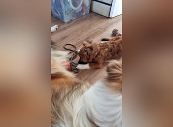 Ronny – ein kleiner Kämpfer auf dem Weg ins Vertrauen