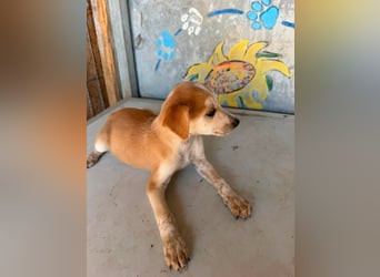  Manchmal beginnt das schönste Kapitel mit einer Adoption – Bailey wartet 