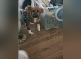Ronny – ein kleiner Kämpfer auf dem Weg ins Vertrauen