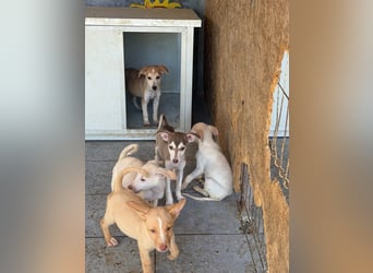 Betsy möchte endlich ankommen!