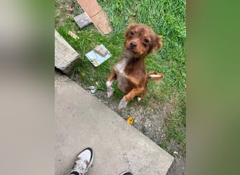 Cookie hat so viel Liebe zu schenken – fehlt nur noch ihr Mensch