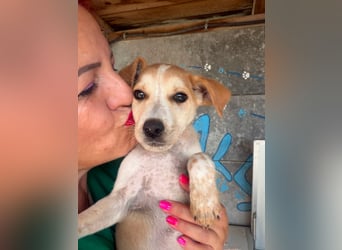  Manchmal beginnt das schönste Kapitel mit einer Adoption – Bailey wartet 