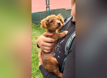 Cookie hat so viel Liebe zu schenken – fehlt nur noch ihr Mensch
