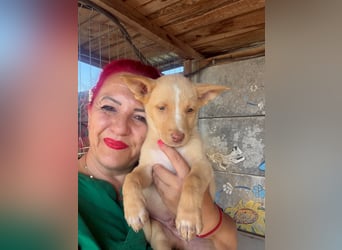  Boris – aus dem Schacht direkt ins Herz ❤️