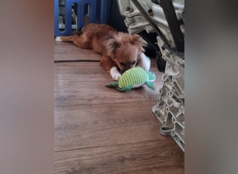 Ronny – ein kleiner Kämpfer auf dem Weg ins Vertrauen
