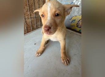  Boris – aus dem Schacht direkt ins Herz ❤️