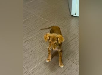 Cookie hat so viel Liebe zu schenken – fehlt nur noch ihr Mensch