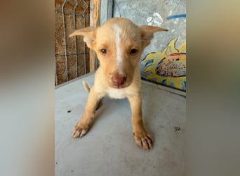  Boris – aus dem Schacht direkt ins Herz ❤️