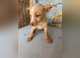  Boris – aus dem Schacht direkt ins Herz ❤️