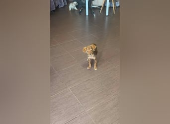 Cookie hat so viel Liebe zu schenken – fehlt nur noch ihr Mensch