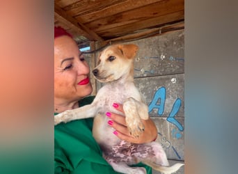  Manchmal beginnt das schönste Kapitel mit einer Adoption – Bailey wartet 