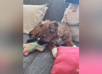 Ronny – ein kleiner Kämpfer auf dem Weg ins Vertrauen