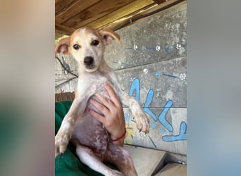  Manchmal beginnt das schönste Kapitel mit einer Adoption – Bailey wartet 