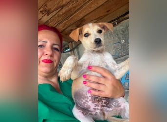  Manchmal beginnt das schönste Kapitel mit einer Adoption – Bailey wartet 