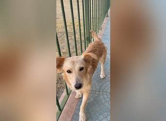 Lustige kleine Elly sucht ihr Zuhause!