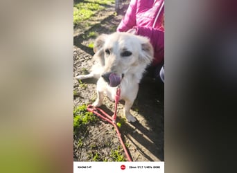 Lustige kleine Elly sucht ihr Zuhause!