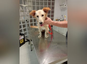 Lustige kleine Elly sucht ihr Zuhause!