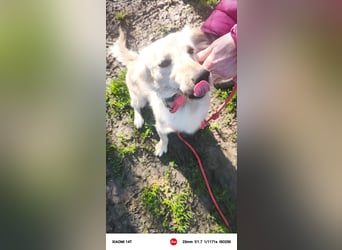 Lustige kleine Elly sucht ihr Zuhause!