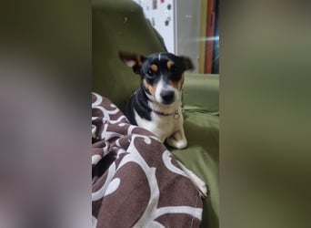 Mini-Mädchen Mandy sucht ihre Familie!