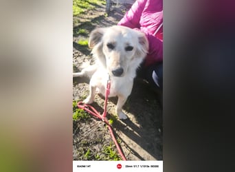 Lustige kleine Elly sucht ihr Zuhause!