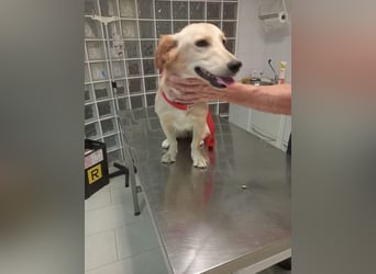 Lustige kleine Elly sucht ihr Zuhause!