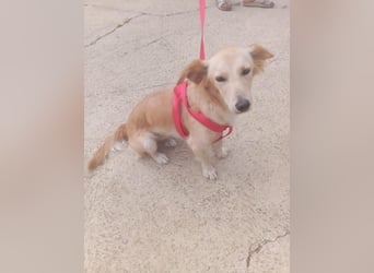 Lustige kleine Elly sucht ihr Zuhause!