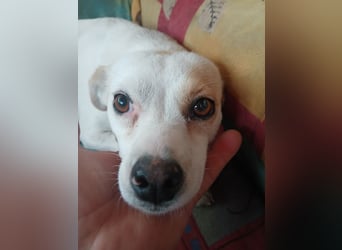 Wendy ca. 2-3 Jahre alt geimpft gechipt kastriert 97711